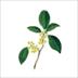 FGS_桂花_Fragrans_FGS交易所