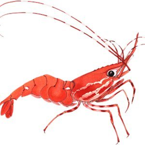 SHRIMP_Shrimp Finance_SHRIMP交易所_SHRIMP币